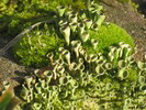 FotosRGES: th_Flowering_Moss_XGA_D_2008_RGES