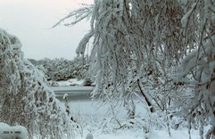 FotosRGES: th_Frost_on_trees_and_lake_NL_2001-KIH