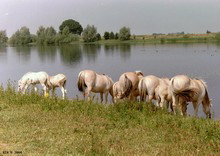 FotosRGES: th_Horses_drinking_from_lake_NL_2001-KIH