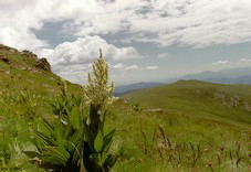 FotosRGES: th_Plant_on_mountain_AT_2001-KIH