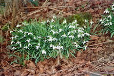 FotosRGES: th_Snowdrops_in_spring_D_2007-s