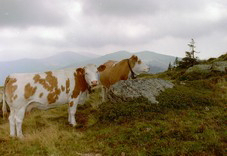 FotosRGES: th_Two_Cows_on_Hill_AT_2001-KIH