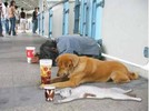 Pets\General: th_Deeply_begging_man_dog_dramatic_cat