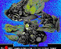 SaveNature: th_Frogs2