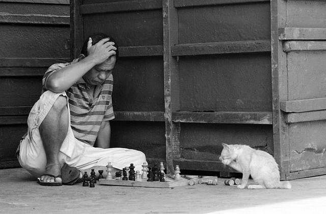 ImgX%2FEducation%2FPhoto%2FMan playing chess against cat