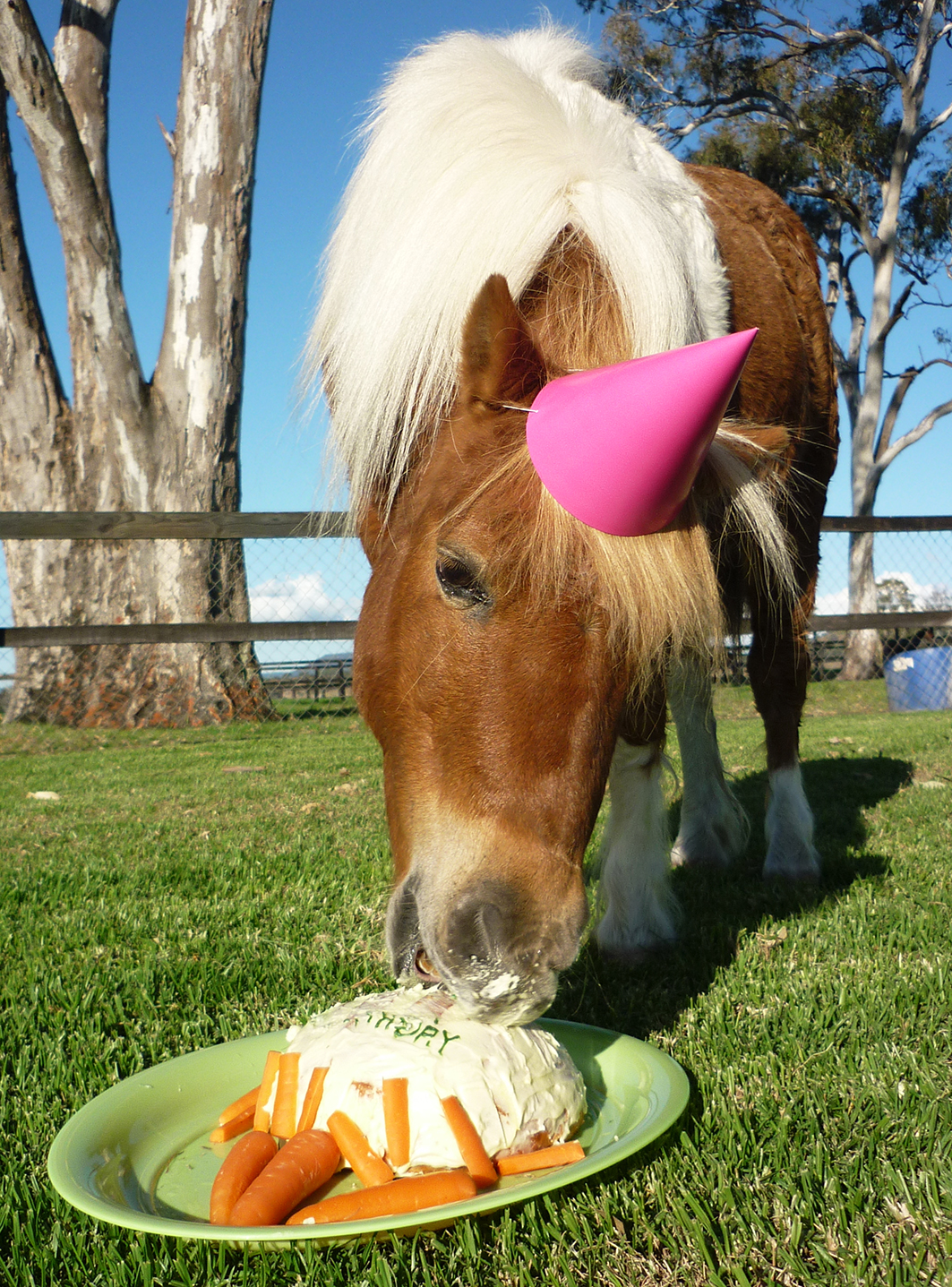 ImgX%2FPet%2FBirthday%2FBirthday Horse eating carrot pie