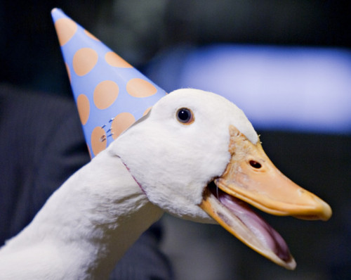 ImgX%2FPet%2FBirthday%2FHappy Birthday Goose
