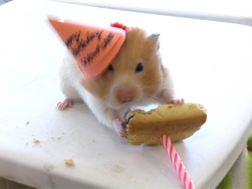 ImgX%2FPet%2FBirthday%2FHappy Birthday Hamster