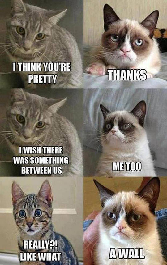 ImgX%2FPet%2FCats%2FFunny grumpy cat conversation with cute cat %5Btext%5D
