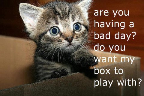 ImgX%2FPet%2FCats%2FKitten asks if you have a bad day so play in a box