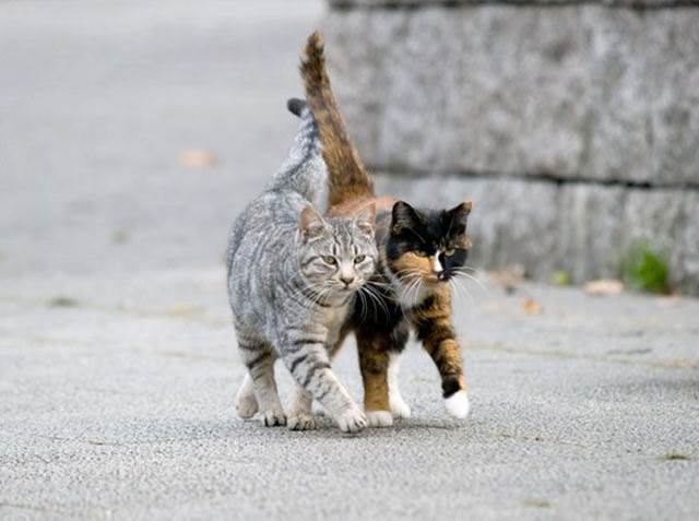 ImgX%2FPet%2FCats%2FTwo cats walk together