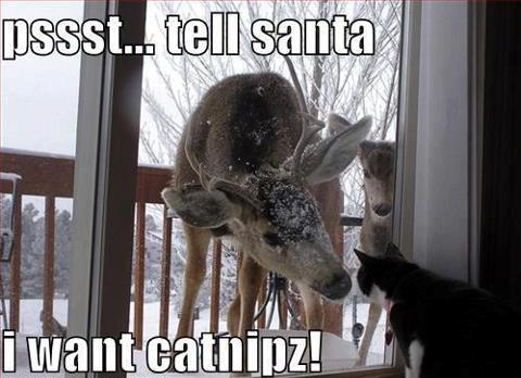 ImgX%2FPet%2FChristmas%2FDeer tell Santa I want catnipz