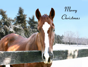 ImgX%2FPet%2FChristmas%2FHorse   Merry Christmas