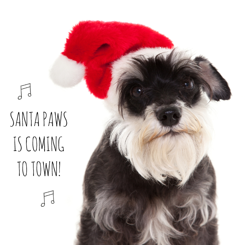 ImgX%2FPet%2FChristmas%2FSchnauzer with red Christmas hat   Santa Paw is coming to town