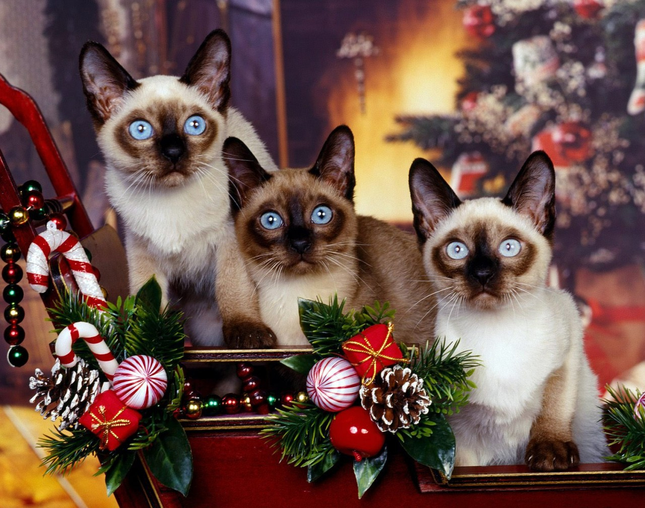 ImgX%2FPet%2FChristmas%2FThree blue eyed Siamese Cats in Christmas scene