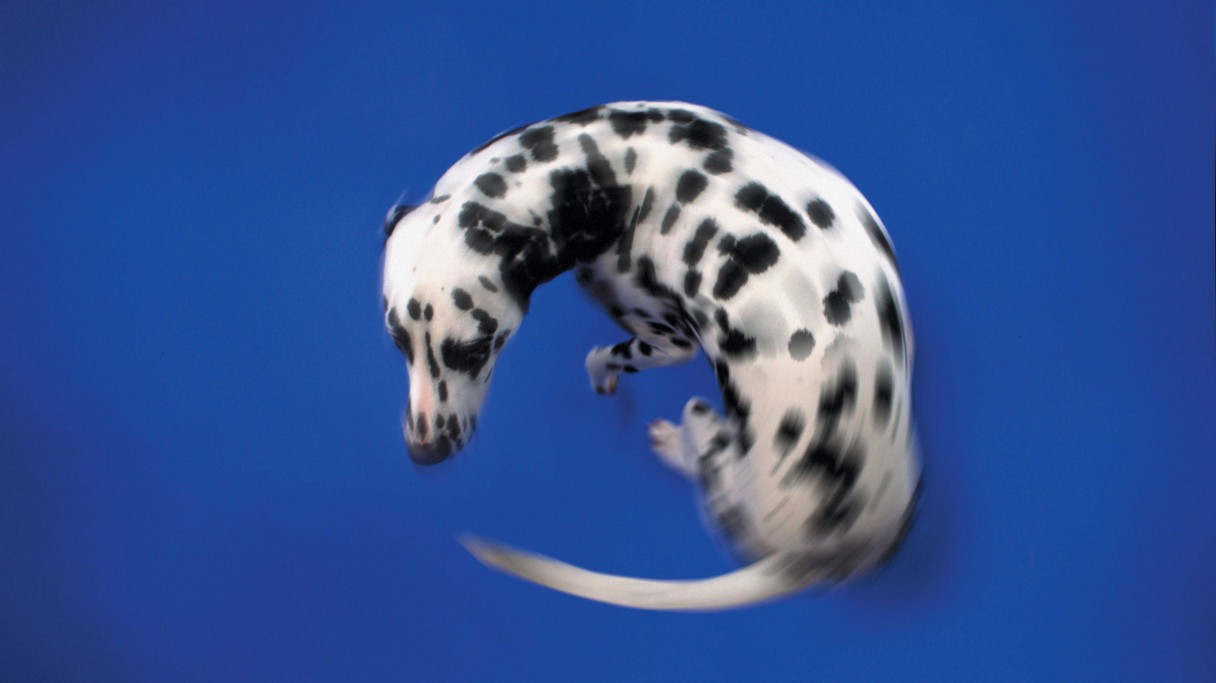 ImgX%2FPet%2FDogs%2FDalmatian dog chasing his tail