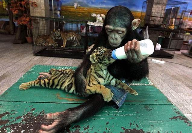 ImgX%2FPet%2FFriendship%2FChimpanzee weans tiger pup via bottle