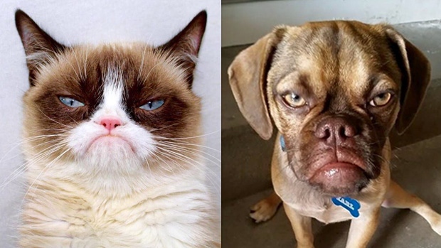 ImgX%2FPet%2FFunny%2FGrumpy cat and grumpy dog