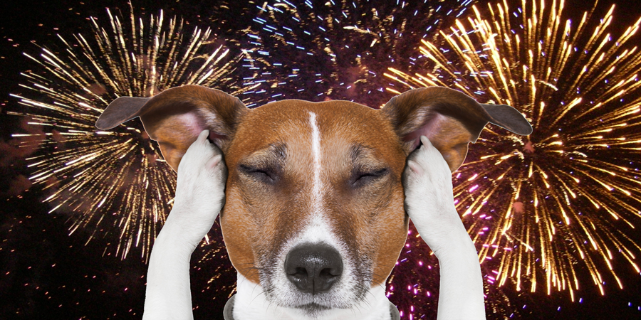 ImgX%2FPet%2FNewYear%2FDog holds paws against ears because of fireworks