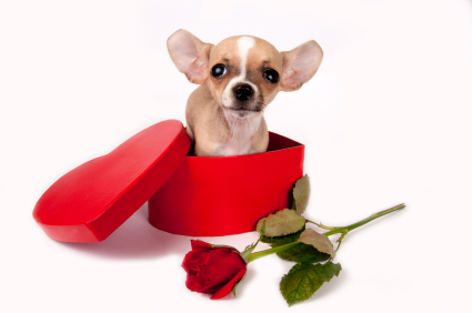 ImgX%2FPet%2FValentinesDay%2FChihuahua Puppy in heart shaped box   Happy Valentine