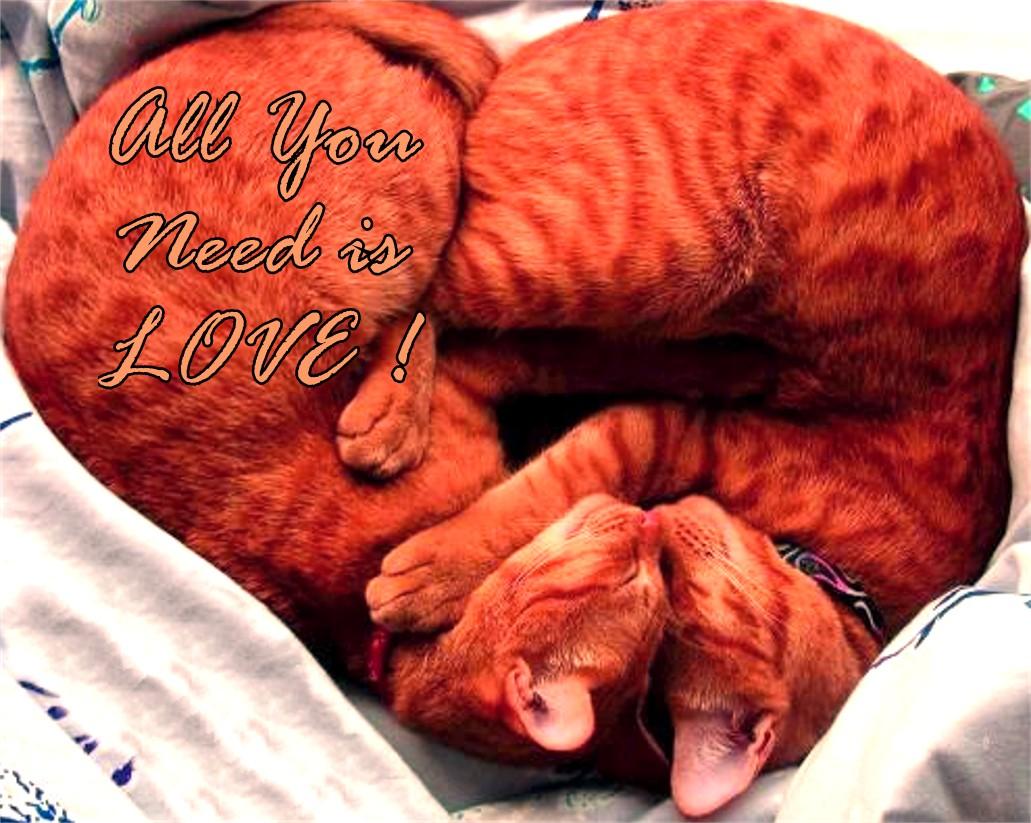 ImgX%2FPet%2FValentinesDay%2FValentine Two Cats One Heart