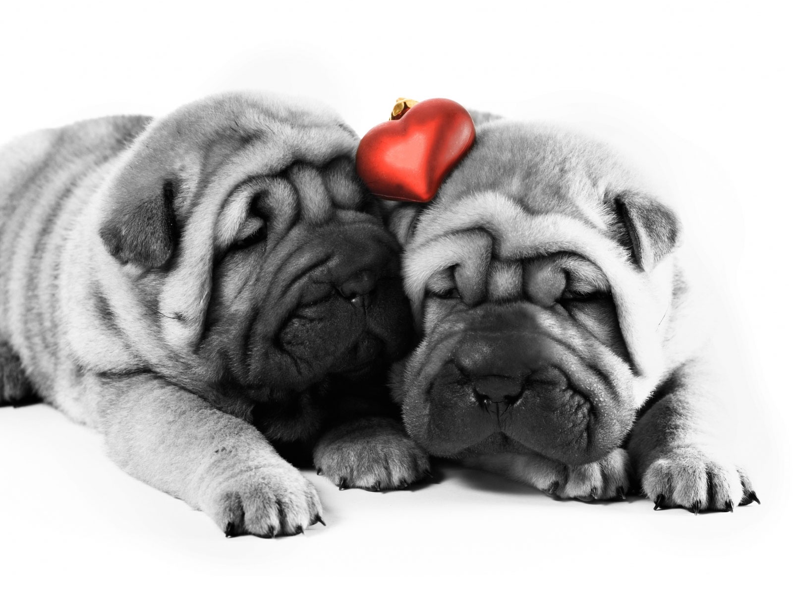 ImgX%2FPet%2FValentinesDay%2FValentine Two dogs One heart