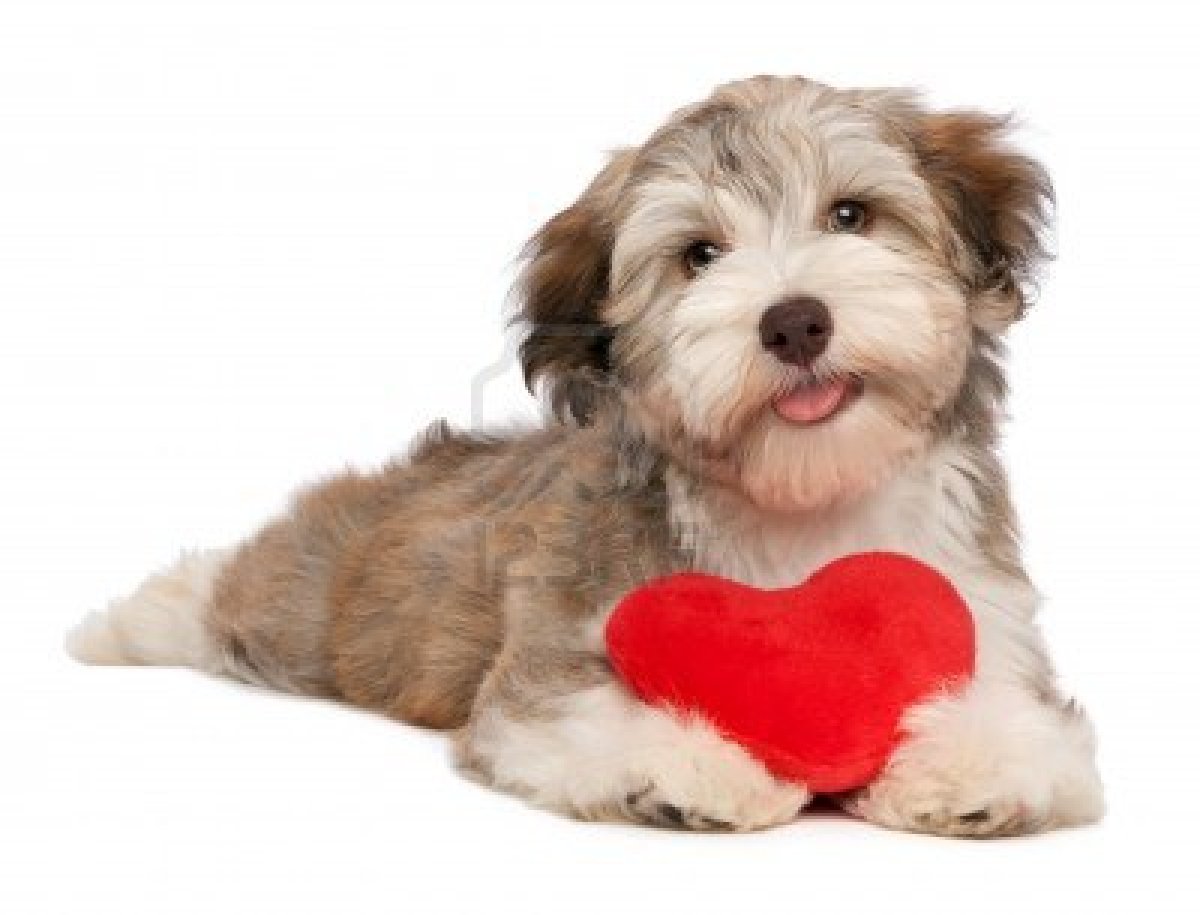 ImgX%2FPet%2FValentinesDay%2FValentine puppy dog with a red heart isolated on white background