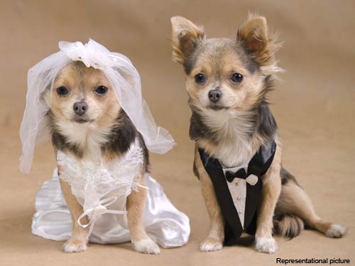 ImgX%2FPet%2FWedding%2FLittle dogs marriage