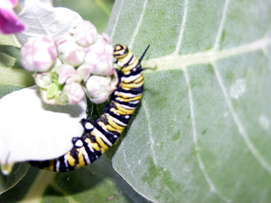 Butterfly Monarch Caterpillar