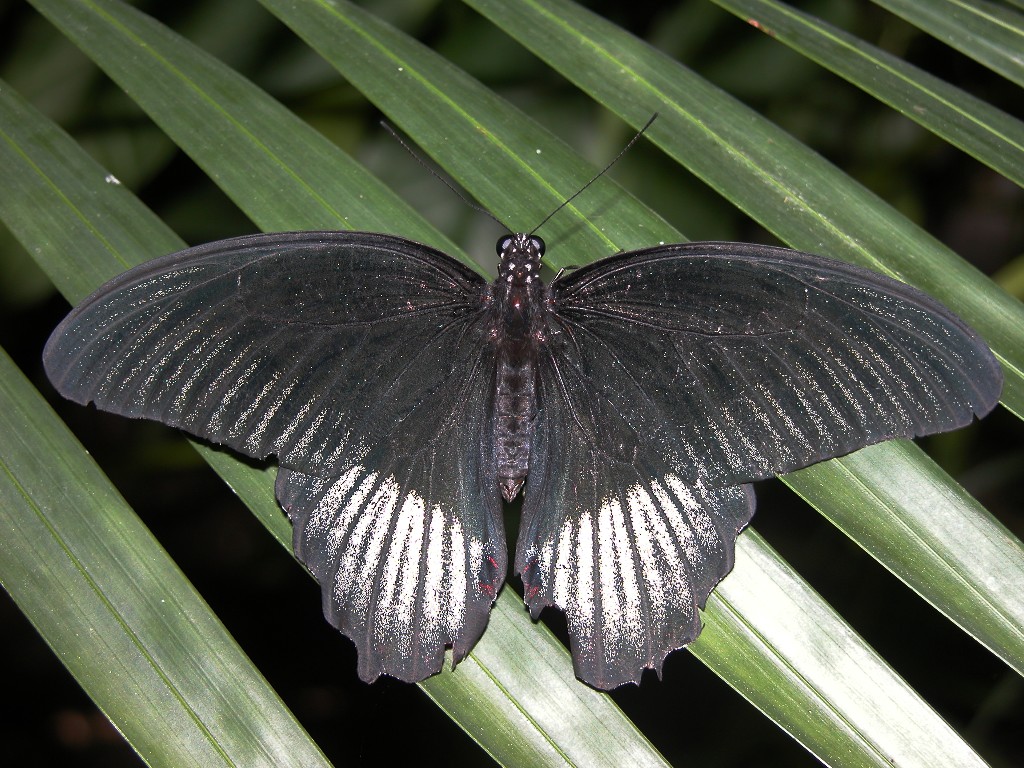 Black butterfly backside