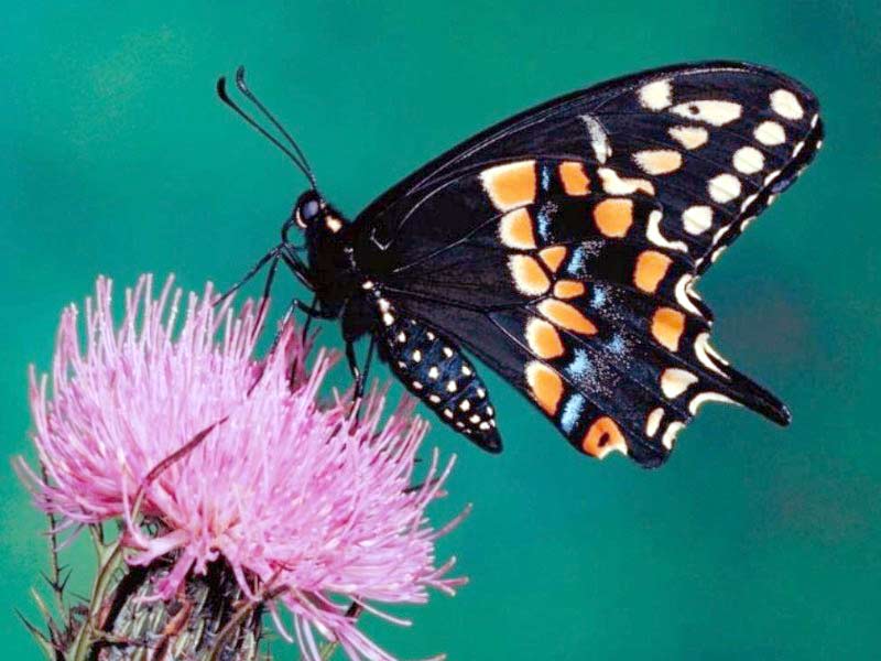 Black butterfly on pink thistle flower