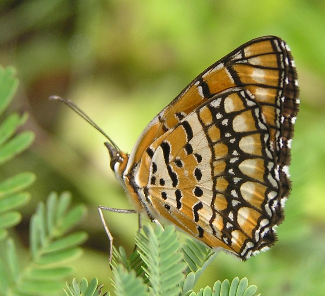 Brown butterfly sideview