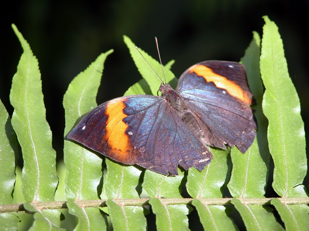 Butterfly on fern