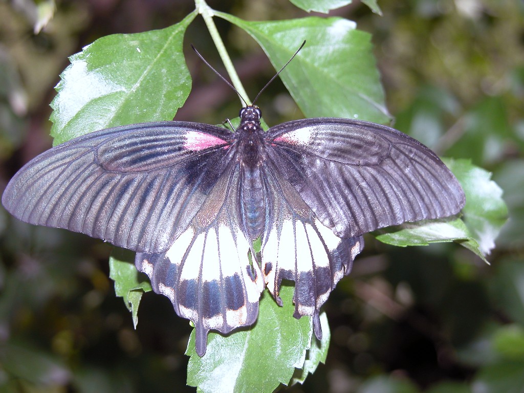 Purple butterfly backside