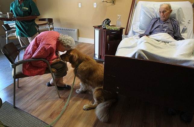 Dog brings comfort to the elderly