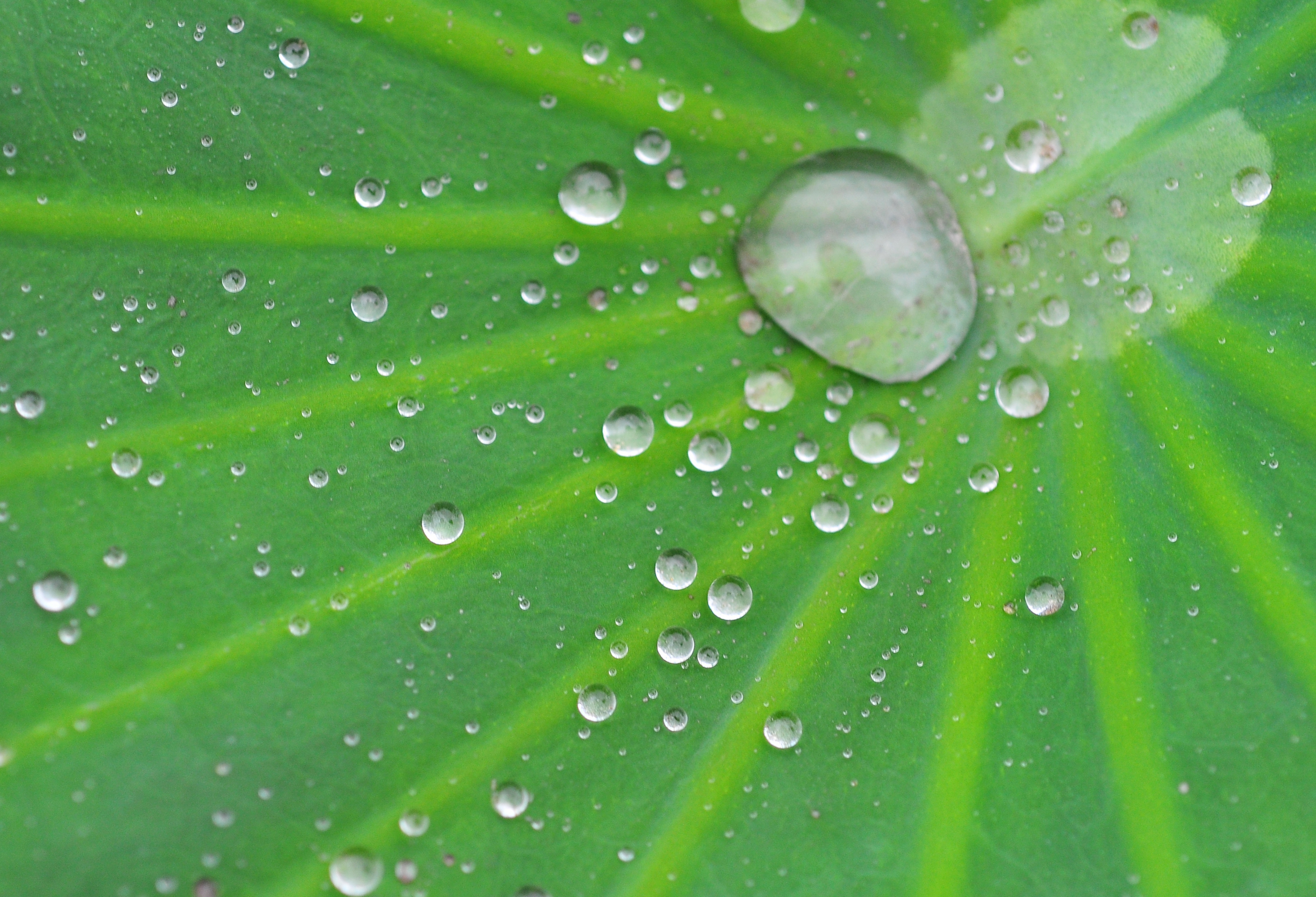 Environment water droplets on leaf