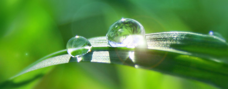 Pure water droplets on grass leaves