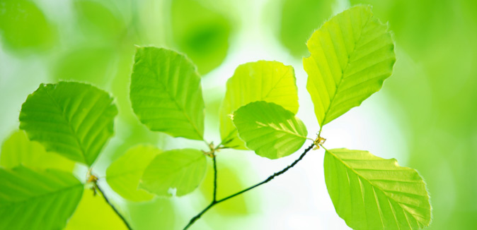 Beech leaves