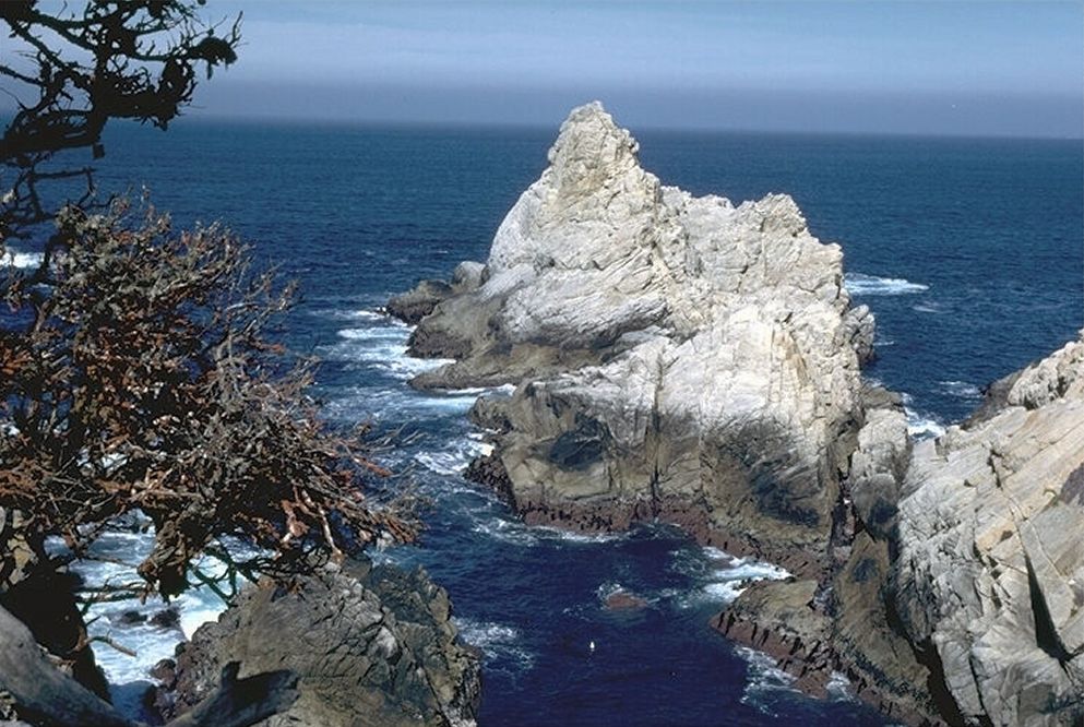 Tree above sharp sea rocks