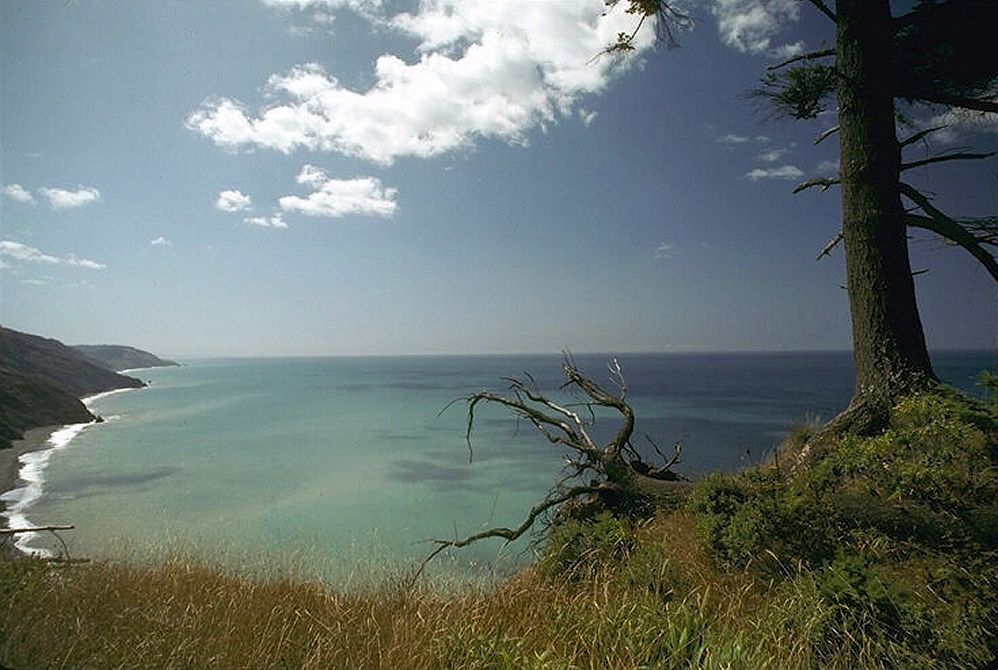 Trunk above coast