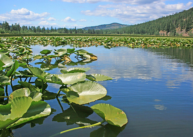 Valley lake with waterlilies