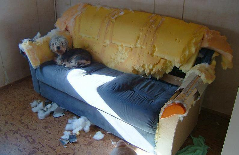 Lonely dog on wrecked sofa