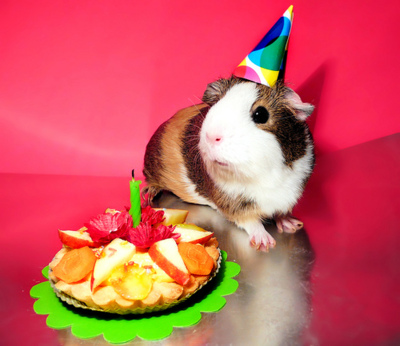 Happy Birthday Cavia