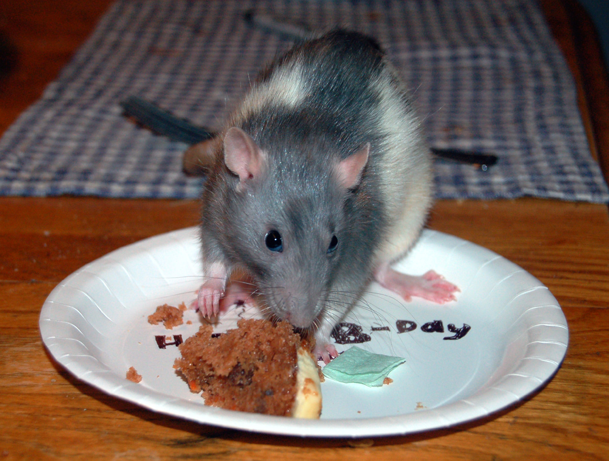 Happy Birthday Rat