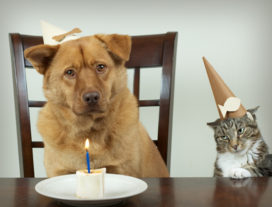 Not so happy birthday Dog and Cat