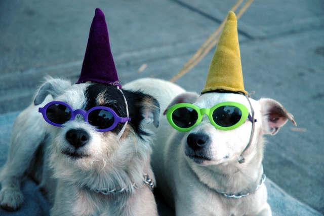 Party dogs