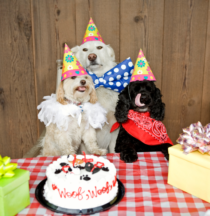 Three birthday dogs