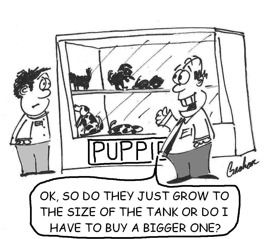 Pet store and Puppy size