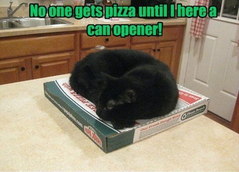 Cat guards pizza
