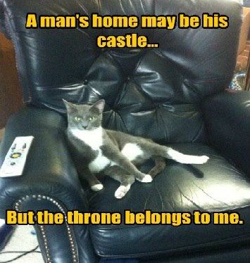 Cat in house thinks that throne belongs to him